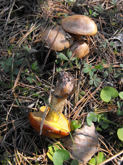 Gomba