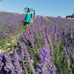 LavenderPrado