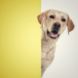 Yellowlab