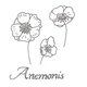 Anemonis