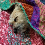 puppyblankie