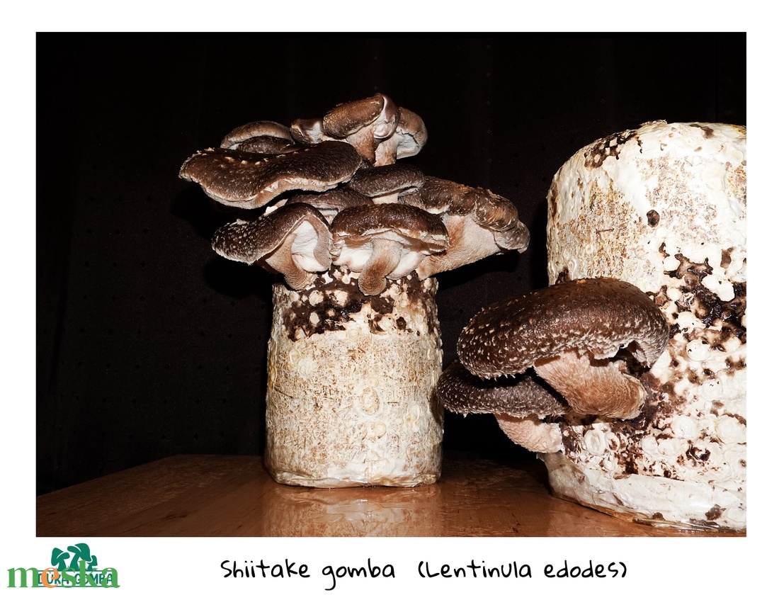 Shiitake gomba termőblokk - diy (csináld magad) - egységcsomag - Meska.hu