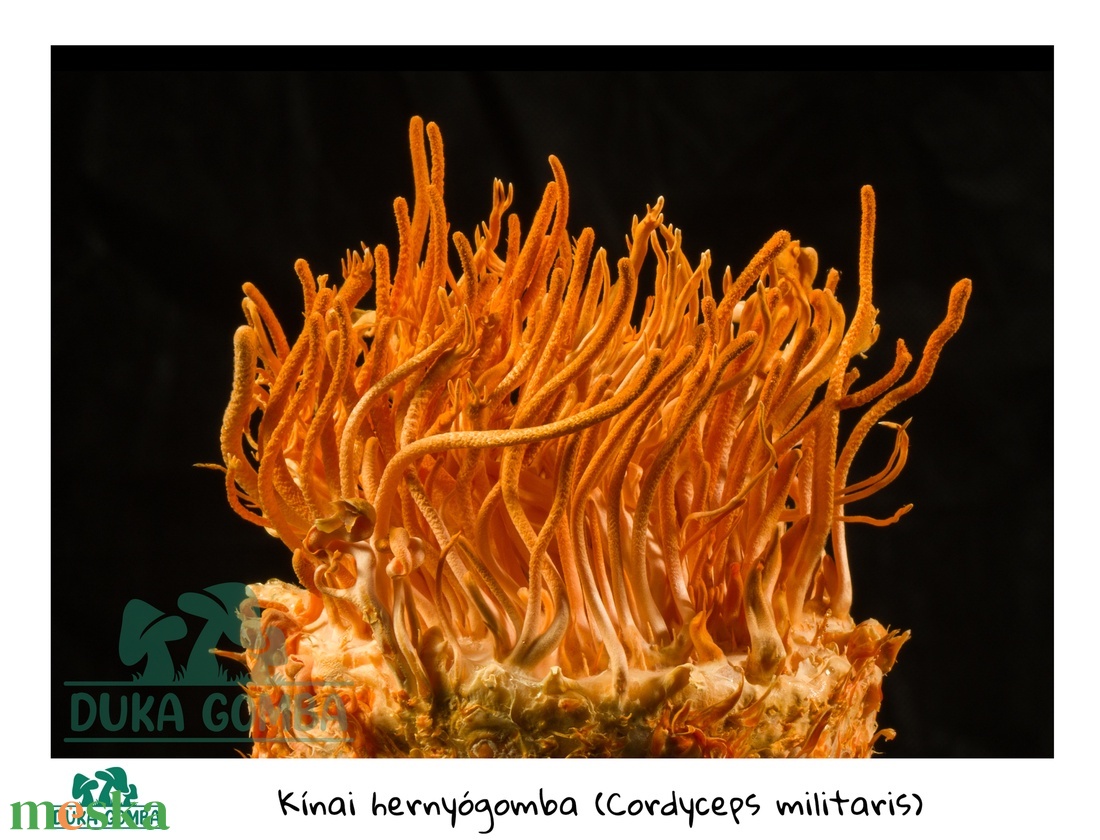 Cordyceps Militaris (kínai hernyógomba) termőkultúra - diy (csináld magad) - egységcsomag - Meska.hu