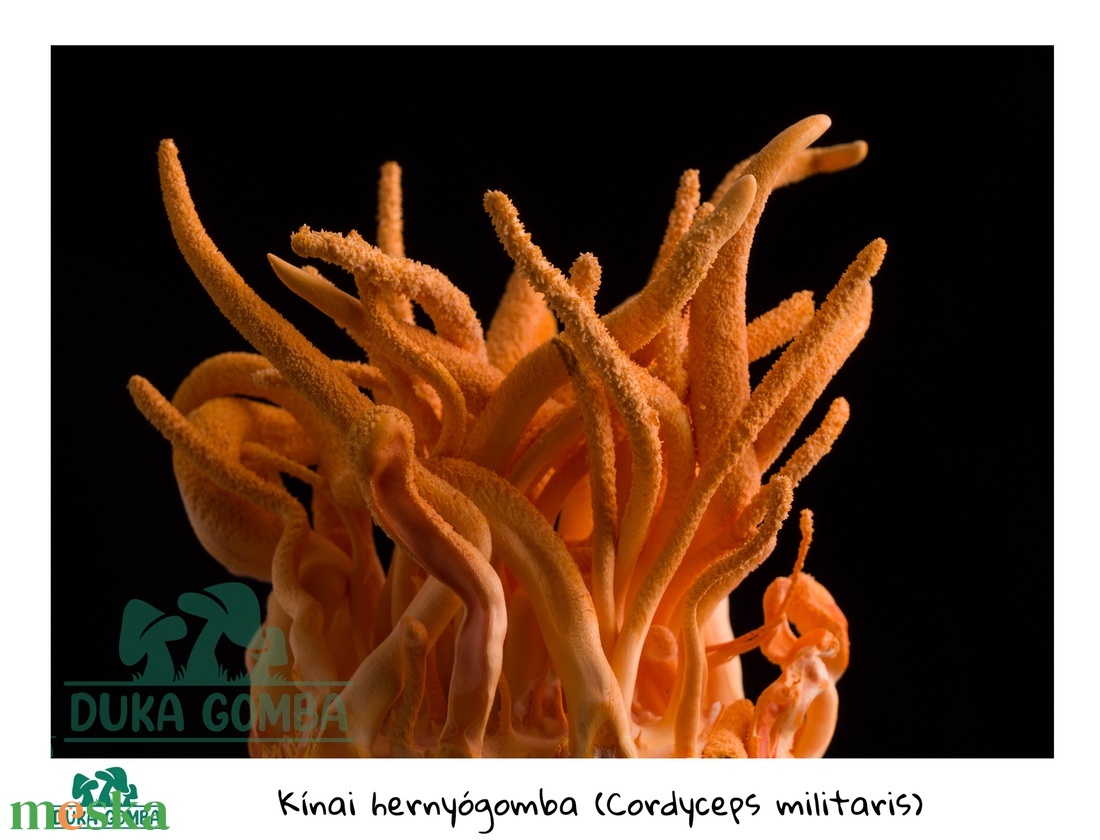 5 db-os csomag Cordyceps Militaris (kínai hernyógomba) termőkultúra - diy (csináld magad) - egységcsomag - Meska.hu