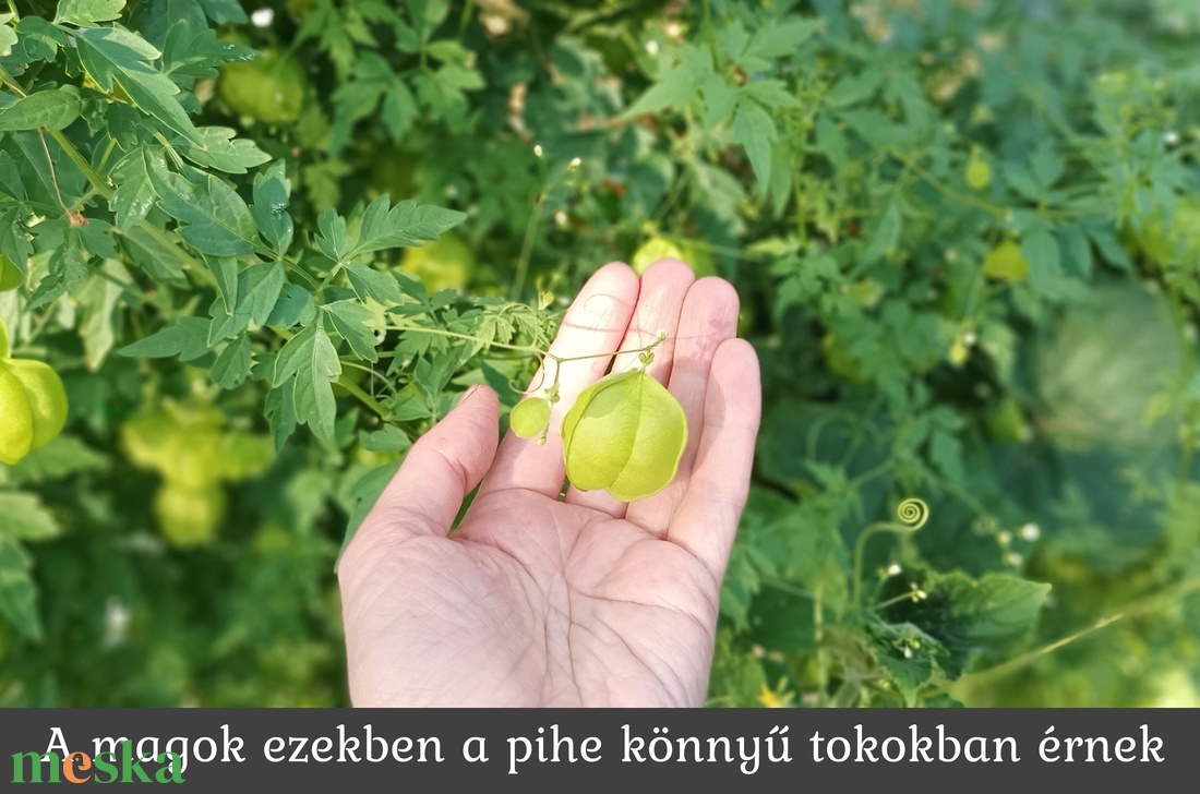 Esküvői köszönőajándék (szívmag csomag) - esküvő - emlék & ajándék - köszönőajándék - Meska.hu