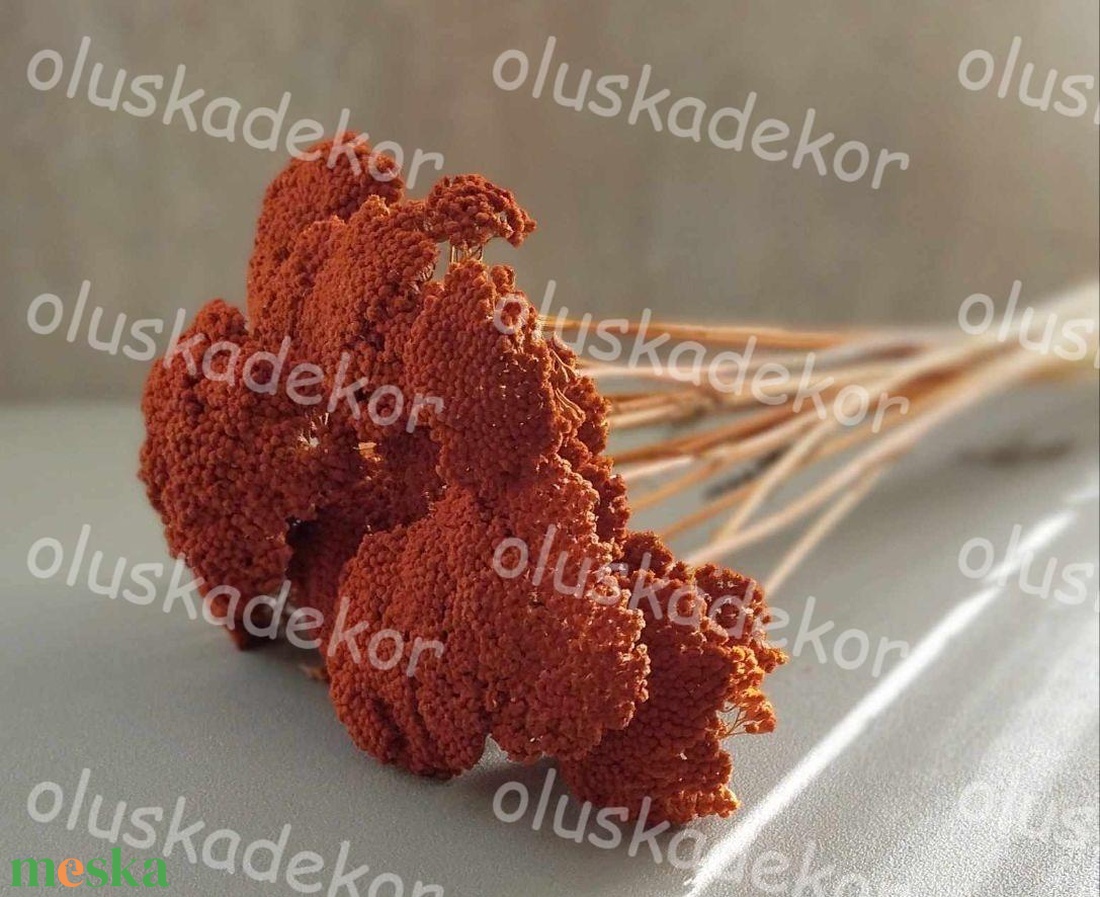 Achillea, Cickafark, natúr és színes, száraz dekor növény, 60 - 70cm - kellékek & szerszámok - dekorációs kellékek - egyéb kellékek - Meska.hu