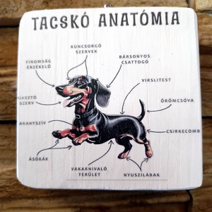 Tacskó anatómia vicces fatábla - otthon & életmód - dekoráció - fali és függő dekoráció - falra akasztható dekor - Meska.hu