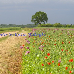 Mákvilág fotó/poszter, Művészet, Fotográfia, Tájkép, Fotó, grafika, rajz, illusztráció, MESKA