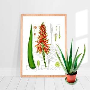 Aloe vera, vintage illusztráció, növényes falikép, botanika, lakásdekoráció, gyógynövényes ajándék, , Fotó, grafika, rajz, illusztráció, MESKA