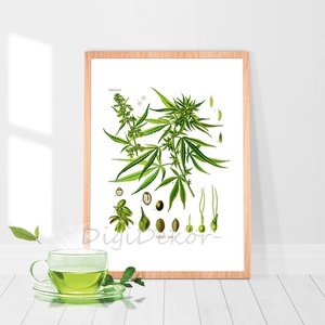 Vadkender, cannabis, botanikai illusztráció, növényes falikép, herbárium, kender, vintage ábrázolás, A4 , , Fotó, grafika, rajz, illusztráció, MESKA