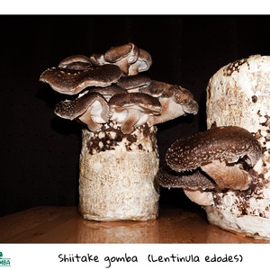 Shiitake gomba termőblokk - diy (csináld magad) - egységcsomag - Meska.hu