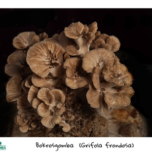 Bokrosgomba (maitake) termőblokk - Meska.hu