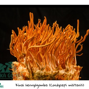 Cordyceps Militaris (kínai hernyógomba) termőkultúra - diy (csináld magad) - egységcsomag - Meska.hu