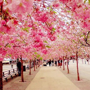 Sakura - rózsakvarc karkötő - ékszer - karkötő - bogyós karkötő - Meska.hu