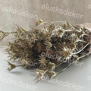 Nigella orientale, natúr, 100gr./cs., Kellékek & szerszámok, Dekorációs kellékek, Egyéb kellékek, Virágkötés, Mindenmás, MESKA