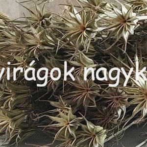 Nigella orientale, natúr, szárazvirág, dekor, Kellékek & szerszámok, Dekorációs kellékek, Egyéb kellékek, Virágkötés, Mindenmás, MESKA