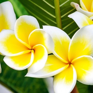 Plumeria királykék bőr tolltartó - otthon & életmód - papír írószer - tolltartó & ceruzatekercs - Meska.hu