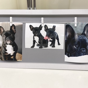 Francia bulldog Black falikép, falidísz, asztaldísz, Otthon & Lakás, Dekoráció, Kép & Falikép, Plakát, Fotó, grafika, rajz, illusztráció, MESKA