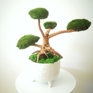 Bonsai tartósított gömbmohával 13 - moha bonsai, Otthon & Lakás, Dekoráció, Asztal és polc dekoráció, Bonsai, Virágkötés, Mindenmás, MESKA